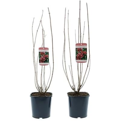 GARDENZO Ziersträucher winterhart Blütenstrauch Mischung 50–70 cm im 17 cm Topf für farbenreiche Blüte im Frühjahr und Sommer (2, 2 Pflanzen Weigela ‘Bristol Ruby’ (Weigelie)) GARDENZO Ziersträucher winterhart Blütenstrauch Mischung 50–70 cm im 17 cm Topf für farbenreiche Blüte im Frühjahr und Sommer (2, 2 Pflanzen Weigela ‘Bristol Ruby’ (Weigelie))