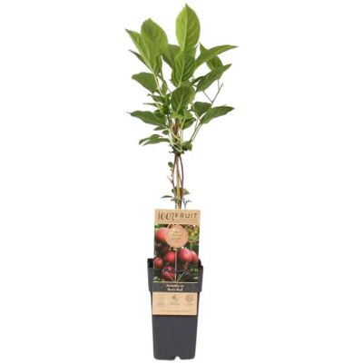GardenersDream Actinidia Ken's Red – Kiwi-Pflanze im Topf, winterhart, gartenfertig GardenersDream Actinidia Ken's Red – Kiwi-Pflanze im Topf, winterhart, gartenfertig