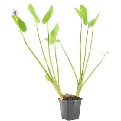 Bloomique Ponterderia Cordata Hechtkraut Teichpflanzen Winterhart Wasserpflanzen Zone 2-3 Höhe 10-20 cm Topf 9 cm Bloomique Ponterderia Cordata Hechtkraut Teichpflanzen Winterhart Wasserpflanzen Zone 2-3 Höhe 10-20 cm Topf 9 cm