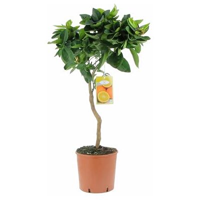 Kentis Citrus Sinensis Süßorangenbaum Obstbaum für Garten und Balkon H 70-80 cm, Topf Ø 20 cm Kentis Citrus Sinensis Süßorangenbaum Obstbaum für Garten und Balkon H 70-80 cm, Topf Ø 20 cm