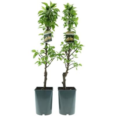 GARDENZO Säulenobst Baum 70–80 cm – Säulenapfel & Säulenbirne im 4L Topf, winterhart, Obstbaum für Balkon, Terrasse & Garten, ideal für kleine Räume (2, Säulenbirne ‘Condo’ (Pyrus communis)) GARDENZO Säulenobst Baum 70–80 cm – Säulenapfel & Säulenbirne im 4L Topf, winterhart, Obstbaum für Balkon, Terrasse & Garten, ideal für kleine Räume (2, Säulenbirne ‘Condo’ (Pyrus communis))