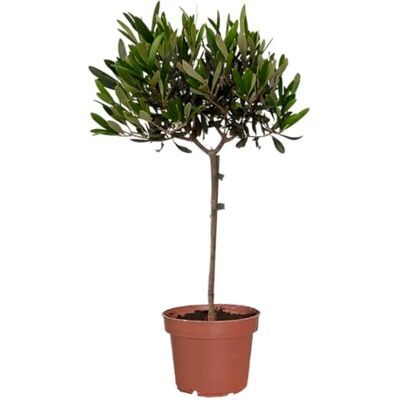 Green Me Up Kleiner Olivenbaum – Olea Europaea – 70 bis 80 cm Höhe – Ungiftig für Kinder & Tiere Mediterrane Pflanze für Balkon & Terrasse – Pflegeleicht frisch aus der Gärtnerei – Topf 19 cm – Green Me Up Kleiner Olivenbaum – Olea Europaea – 70 bis 80 cm Höhe – Ungiftig für Kinder & Tiere Mediterrane Pflanze für Balkon & Terrasse – Pflegeleicht frisch aus der Gärtnerei – Topf 19 cm –