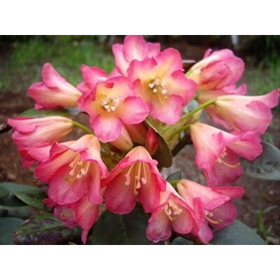 Baumschule Pflanzenvielfalt Rhododendron Hybride Hells Gate Großblumige Rhododendron 30-40cm Baumschule Pflanzenvielfalt Rhododendron Hybride Hells Gate Großblumige Rhododendron 30-40cm