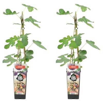Bloomique 2er-Set Ficus Carica 'Brown Turkey' Feigenbaum Obstbäume Gartenpflanzen Winterhart Topf 14 cm Höhe 60-70 cm Bloomique 2er-Set Ficus Carica 'Brown Turkey' Feigenbaum Obstbäume Gartenpflanzen Winterhart Topf 14 cm Höhe 60-70 cm