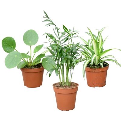 Green Me Up Mini Zimmerpflanzen Babypflanzen Trio Tierfreundlich echte pflegeleichte Zimmerpflanzen 3er Set im 9 cm Topf Bergpalme Grünlilie Ufopflanze frisch aus der Gärtnerei Green Me Up Mini Zimmerpflanzen Babypflanzen Trio Tierfreundlich echte pflegeleichte Zimmerpflanzen 3er Set im 9 cm Topf Bergpalme Grünlilie Ufopflanze frisch aus der Gärtnerei