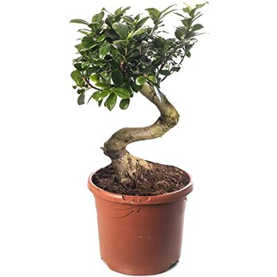 GardenersDream Ficus Ginseng Bonsai Baum, hohe Zimmerpflanze, exotischer großer Baum für Ihr Zuhause. GardenersDream Ficus Ginseng Bonsai Baum, hohe Zimmerpflanze, exotischer großer Baum für Ihr Zuhause.