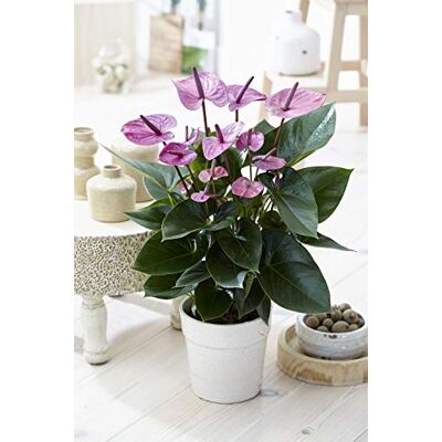 GardenersDream 2 x Gardeners Dream Tropische Lila Flamingo Zimmerpflanzen Echte Anthurium Pflanzen Deko Natürliche Blühende Pflanze in 13 cm Keramiktopf Pflegeleichte Zimmerpflanze Indoor Plants GardenersDream 2 x Gardeners Dream Tropische Lila Flamingo Zimmerpflanzen Echte Anthurium Pflanzen Deko Natürliche Blühende Pflanze in 13 cm Keramiktopf Pflegeleichte Zimmerpflanze Indoor Plants
