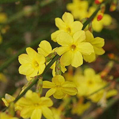 GardenersDream Jasminum Nudiflorum Winterjasmin Pflanze Kletterpflanzen Winterhart Gelb Balkon Pflanzen Winterblühend GardenersDream Jasminum Nudiflorum Winterjasmin Pflanze Kletterpflanzen Winterhart Gelb Balkon Pflanzen Winterblühend