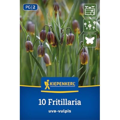 Kiepenkerl Fuchstraube 2775058 Blumenzwiebeln Frühlingsblüher mehrjährig winterhart bienenfreundlich hängende Glockenblüten braunlila Blüten gelb gemustert für frischer Boden Kiepenkerl Fuchstraube 2775058 Blumenzwiebeln Frühlingsblüher mehrjährig winterhart bienenfreundlich hängende Glockenblüten braunlila Blüten gelb gemustert für frischer Boden