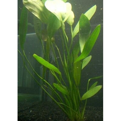 Mühlan Wasserpflanzen 1 Topf Echinodorus rigidifolius, Wasserpflanzen Mühlan Wasserpflanzen 1 Topf Echinodorus rigidifolius, Wasserpflanzen