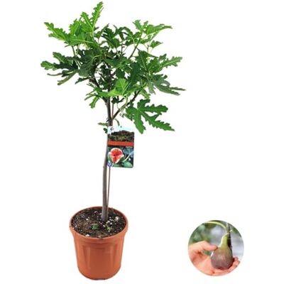 Bloomique Ficus Carica Brown Turkey Feigenbaum Obstbäume Gartenpflanzen Winterhart Höhe 80-100 cm Topf 21 cm Bloomique Ficus Carica Brown Turkey Feigenbaum Obstbäume Gartenpflanzen Winterhart Höhe 80-100 cm Topf 21 cm