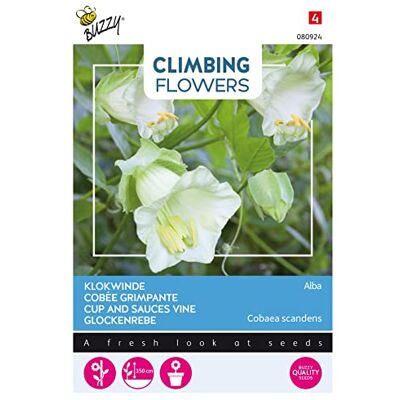 Arborix Buzzy Climbing Flowers, Cobaea Alba Weiß Arborix Buzzy Climbing Flowers, Cobaea Alba Weiß