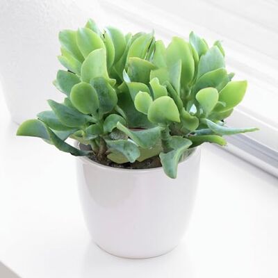 GardenersDream Crassula ovata Zimmerpflanze Jadepflanze oder Geldpflanze Natürliche Sukkulente, ideale Zimmerpflanzen Geschenke (Crassula Curly Green, 20-25 cm Höhe inkl. Topf) GardenersDream Crassula ovata Zimmerpflanze Jadepflanze oder Geldpflanze Natürliche Sukkulente, ideale Zimmerpflanzen Geschenke (Crassula Curly Green, 20-25 cm Höhe inkl. Topf)