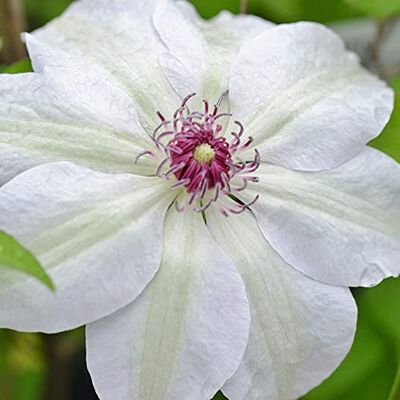 GardenersDream Clematis Miss Bateman Weiße Kletterpflanzen Winterhart Clematis Winterhart Mehrjährig Pflanze Balkon Pflanzen mit Roten Staubfäden GardenersDream Clematis Miss Bateman Weiße Kletterpflanzen Winterhart Clematis Winterhart Mehrjährig Pflanze Balkon Pflanzen mit Roten Staubfäden