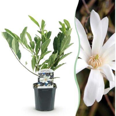 Green boutiQ GreenboutiQ Sträucher Magnolia Stellata Blüte Weiß 1 Pflanze Laubabwerfend Wenig Pflege Topf 17cm Höhe 45cm Green boutiQ GreenboutiQ Sträucher Magnolia Stellata Blüte Weiß 1 Pflanze Laubabwerfend Wenig Pflege Topf 17cm Höhe 45cm