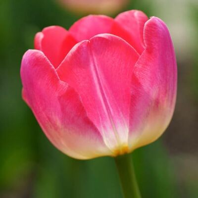 GardenersDream Tulpe Van Eijk – Frühblüher Zwiebeln für die Herbstpflanzung GardenersDream Tulpe Van Eijk – Frühblüher Zwiebeln für die Herbstpflanzung