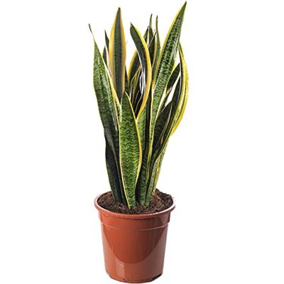 GardenersDream Schlangenpflanze Sansevieria hohe Zimmerpflanzen exotische große Bäume für Ihr Zuhause. GardenersDream Schlangenpflanze Sansevieria hohe Zimmerpflanzen exotische große Bäume für Ihr Zuhause.