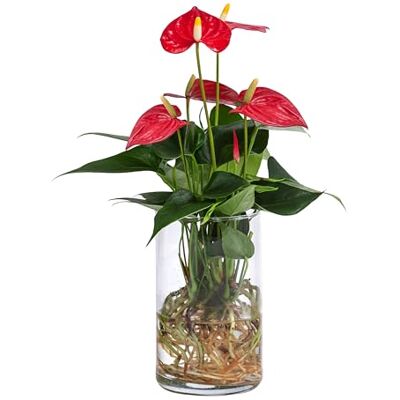 Dehner Waterplant Flamingoblume, rote Hochblätter, Ø 9 cm, Höhe 25 cm Anthurium Red Champion, Wasserpflanze im Glas, pflegeleichte Zimmerpflanze, für halbschattige bis schattige Standorte Dehner Waterplant Flamingoblume, rote Hochblätter, Ø 9 cm, Höhe 25 cm Anthurium Red Champion, Wasserpflanze im Glas, pflegeleichte Zimmerpflanze, für halbschattige bis schattige Standorte