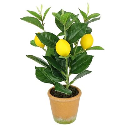 Flair Flower Künstlicher Mini-Zitronenbaum 30cm Lebensechte Kunstpflanze Kunstbaum Zitruspflanze Baum Dekoration Obstpflanze Obstbaum Topfpflanze Pflanze Zimmerpflanzen Pflanze Toskana Südländisch Flair Flower Künstlicher Mini-Zitronenbaum 30cm Lebensechte Kunstpflanze Kunstbaum Zitruspflanze Baum Dekoration Obstpflanze Obstbaum Topfpflanze Pflanze Zimmerpflanzen Pflanze Toskana Südländisch