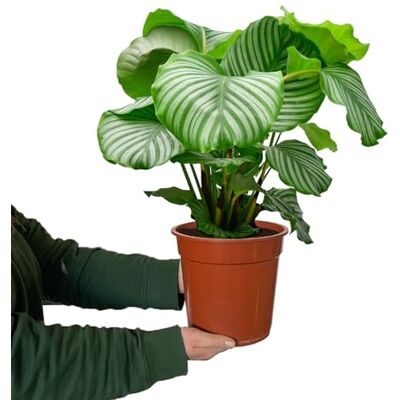 Green Me Up Zimmerpflanze Calathea Orbifolia No.19 70–80 cm hoch im 19 cm Topf ungiftig für Katzen & Hunde gestreifte Blätter luftreinigende Pflanze für Wohnzimmer & Büro Green Me Up Zimmerpflanze Calathea Orbifolia No.19 70–80 cm hoch im 19 cm Topf ungiftig für Katzen & Hunde gestreifte Blätter luftreinigende Pflanze für Wohnzimmer & Büro