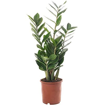 GardenersDream Zamioculcas Große Zimmerpflanze Echte ZZ Immergrüne Exotische Hohe Wohnpflanzen GardenersDream Zamioculcas Große Zimmerpflanze Echte ZZ Immergrüne Exotische Hohe Wohnpflanzen