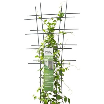 Pflanzwerk ® Pflanzkübel Rankgitter 2 Stück 78x35cm Pflanzen Rankhilfe Blumen Rosen Kletterhilfe *100% ROSTFREI * *100% WURZELSCHUTZ* *100% UV-Schutz* *10 Jahre GARANTIE* Pflanzwerk ® Pflanzkübel Rankgitter 2 Stück 78x35cm Pflanzen Rankhilfe Blumen Rosen Kletterhilfe *100% ROSTFREI * *100% WURZELSCHUTZ* *100% UV-Schutz* *10 Jahre GARANTIE*