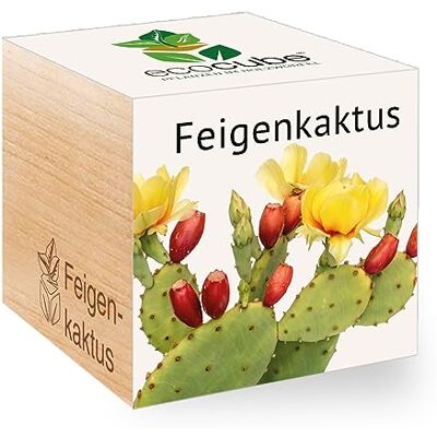 Feel Green Ecocube Feigenkaktus, Nachhaltige Geschenkidee (100% Eco Friendly), Grow Your Own/Anzuchtset, Pflanzen Im Holzwürfel, Made in Austria Feel Green Ecocube Feigenkaktus, Nachhaltige Geschenkidee (100% Eco Friendly), Grow Your Own/Anzuchtset, Pflanzen Im Holzwürfel, Made in Austria