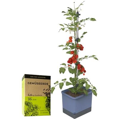 GUSTA GARDEN Tom Tomato Tomatentopf Hellgrau Pflanzentopf mit Rankhilfe, Bewässerungssystem & Befestigungshaken Set inkl. 20L Erde 4,5L Wassertank & 20L Erdvolumen (blau, mit Erde) GUSTA GARDEN Tom Tomato Tomatentopf Hellgrau Pflanzentopf mit Rankhilfe, Bewässerungssystem & Befestigungshaken Set inkl. 20L Erde 4,5L Wassertank & 20L Erdvolumen (blau, mit Erde)