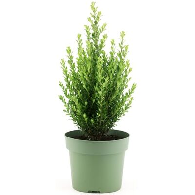 GardenersDream Ilex Crenata 'Jenny' – Pflegeleichte, Robuste Immergrüne Heckenpflanzen – Ganzjährige Sträucher für Beeteinfassungen und Formschnitt GardenersDream Ilex Crenata 'Jenny' – Pflegeleichte, Robuste Immergrüne Heckenpflanzen – Ganzjährige Sträucher für Beeteinfassungen und Formschnitt