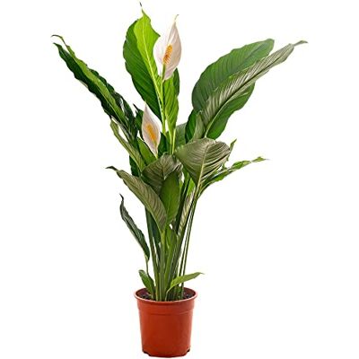 GardenersDream Spathiphyllum Friedenslilie, große Zimmerpflanze, reinigt die Luft in Ihrem Zuhause. GardenersDream Spathiphyllum Friedenslilie, große Zimmerpflanze, reinigt die Luft in Ihrem Zuhause.