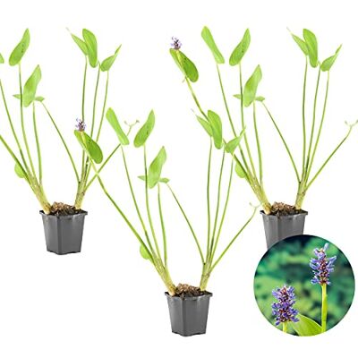 Bloomique 3er-Set Ponterderia Cordata Hechtkraut Teichpflanzen Winterhart Wasserpflanzen Zone 2-3 Höhe 10-20 cm Topf 9 cm Bloomique 3er-Set Ponterderia Cordata Hechtkraut Teichpflanzen Winterhart Wasserpflanzen Zone 2-3 Höhe 10-20 cm Topf 9 cm