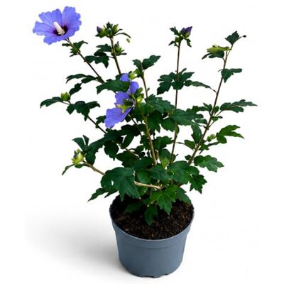 GRDplanten Hibiscus syriacus 'Oiseau Blue' Hibiskus Pflanze, Gartenhibiskus Winterhart, Lebende Pflanze im 3-Liter-Kulturtopf, ca. 40 cm, Blau Blühender Zierstrauch für Garten, Terrasse & Balkon GRDplanten Hibiscus syriacus 'Oiseau Blue' Hibiskus Pflanze, Gartenhibiskus Winterhart, Lebende Pflanze im 3-Liter-Kulturtopf, ca. 40 cm, Blau Blühender Zierstrauch für Garten, Terrasse & Balkon
