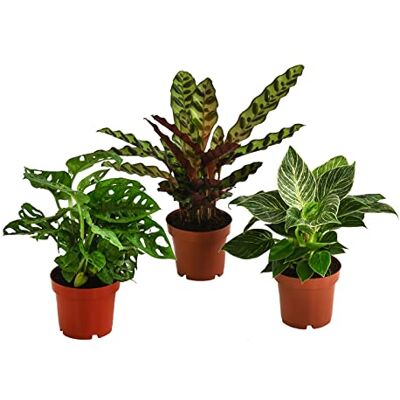 Dehner Pflanzenset Trend, 3 Sorten, je 20-30 cm, Ø Topf je 12 cm 1x Fensterblatt, 1x Baumfreund White Wave, 1x Korbmarante, pflegeleichte Zimmerpflanzen, für halbschattige Standorte Dehner Pflanzenset Trend, 3 Sorten, je 20-30 cm, Ø Topf je 12 cm 1x Fensterblatt, 1x Baumfreund White Wave, 1x Korbmarante, pflegeleichte Zimmerpflanzen, für halbschattige Standorte