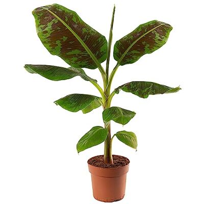 GardenersDream Musa Zwerg Cavendish Exotischer Zimmerbananenbaum, fruchttragend und einfach zu pflegen. GardenersDream Musa Zwerg Cavendish Exotischer Zimmerbananenbaum, fruchttragend und einfach zu pflegen.