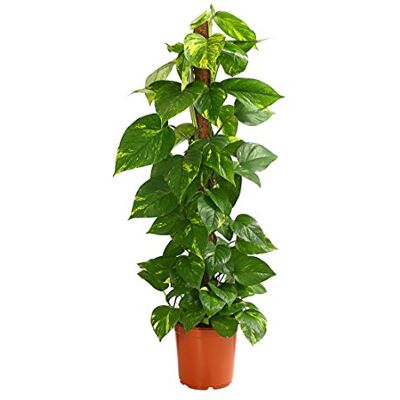 Dehner Efeutute, an Moosstab gebunden, ca. 100-110 cm, Ø Topf 21 cm Epipremnum aureum, kletternde Zimmerpflanze, pflegeleicht, für helle bis schattige Standorte Dehner Efeutute, an Moosstab gebunden, ca. 100-110 cm, Ø Topf 21 cm Epipremnum aureum, kletternde Zimmerpflanze, pflegeleicht, für helle bis schattige Standorte