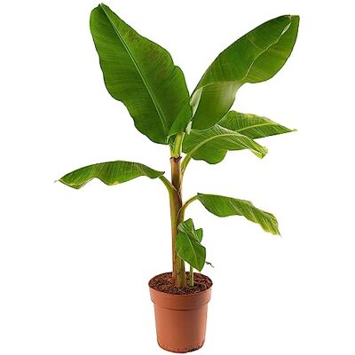GardenersDream Musa Zwerg Cavendish Exotischer Zimmerbananenbaum, fruchttragend und einfach zu pflegen. GardenersDream Musa Zwerg Cavendish Exotischer Zimmerbananenbaum, fruchttragend und einfach zu pflegen.