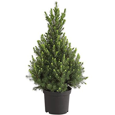 Dehner Zuckerhut-Fichte Conica, kegelförmig, ca. 50-60 cm, Ø Topf 20 cm Picea glauca, langsam wachsendes Nadelgehölz, immergrün, für sonnige bis halbschattige Standorte Dehner Zuckerhut-Fichte Conica, kegelförmig, ca. 50-60 cm, Ø Topf 20 cm Picea glauca, langsam wachsendes Nadelgehölz, immergrün, für sonnige bis halbschattige Standorte