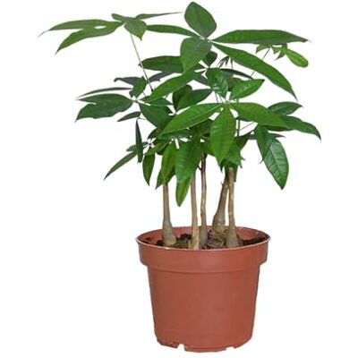 Green Me Up Glückskastanie mit mehreren Stämmen Pachira aquatica Pflanze im 17cm Topf Zimmerpflanze ungiftig & pflegeleicht Glücksbaum frisch aus der Gärtnerei ca. 50–60 cm hoch Green Me Up Glückskastanie mit mehreren Stämmen Pachira aquatica Pflanze im 17cm Topf Zimmerpflanze ungiftig & pflegeleicht Glücksbaum frisch aus der Gärtnerei ca. 50–60 cm hoch