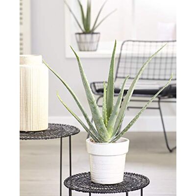 GardenersDream Aloe Vera Besänftigende Sukkulente Zimmerpflanze in 12 cm Topf GardenersDream Aloe Vera Besänftigende Sukkulente Zimmerpflanze in 12 cm Topf