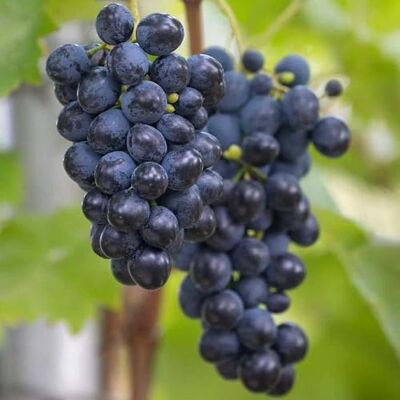 GardenersDream Weinrebe Rondo Vitis vinifera Schwarze Weinrebe Gartenpflanze für den Außenbereich – Ideal für Blumenbeete, Rabatten und mehr GardenersDream Weinrebe Rondo Vitis vinifera Schwarze Weinrebe Gartenpflanze für den Außenbereich – Ideal für Blumenbeete, Rabatten und mehr