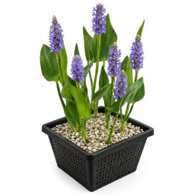 vdvelde.com Hechtkraut Pontederia cordata, 4 Teichpflanzen, blaue Blüte Sumpfpflanze für die Flachwasserzone, Pflanztiefe 1 bis 20 cm, wird 80 cm hoch, zieht Bienen an vdvelde.com Hechtkraut Pontederia cordata, 4 Teichpflanzen, blaue Blüte Sumpfpflanze für die Flachwasserzone, Pflanztiefe 1 bis 20 cm, wird 80 cm hoch, zieht Bienen an
