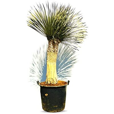 Generic Palme YUCCA ROSTRATA STAMMHÖHE 80 CM 225 cm Gesamthöhe inkl. Topf. Generic Palme YUCCA ROSTRATA STAMMHÖHE 80 CM 225 cm Gesamthöhe inkl. Topf.