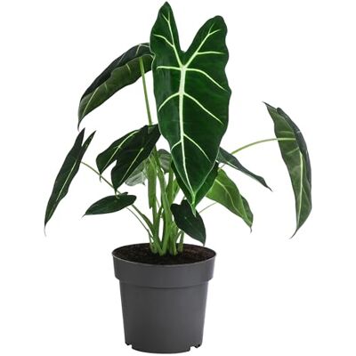 Dehner Pfeilblatt Frydek, pfeilförmige Blätter, ca. 20-30 cm, Ø Topf 17 cm Alocasia micholitziana, tropische Zimmerpflanze, für helle bis halbschattige und luftfeuchte Standorte Dehner Pfeilblatt Frydek, pfeilförmige Blätter, ca. 20-30 cm, Ø Topf 17 cm Alocasia micholitziana, tropische Zimmerpflanze, für helle bis halbschattige und luftfeuchte Standorte
