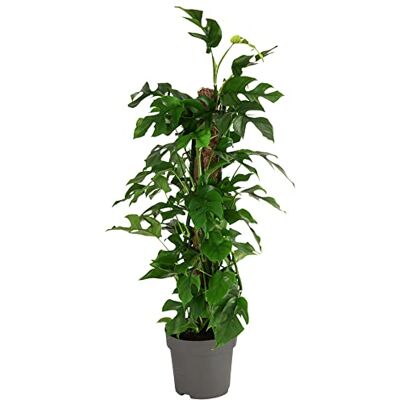 Dehner Fensterblatt, tiefe Blattschlitze, ca. 75-80 cm, Ø Topf 19 cm Monstera minima, Rhaphidophora tetrasperma, tropische Zimmerpflanze, luftreinigend, helle bis halbschattige Standorte Dehner Fensterblatt, tiefe Blattschlitze, ca. 75-80 cm, Ø Topf 19 cm Monstera minima, Rhaphidophora tetrasperma, tropische Zimmerpflanze, luftreinigend, helle bis halbschattige Standorte