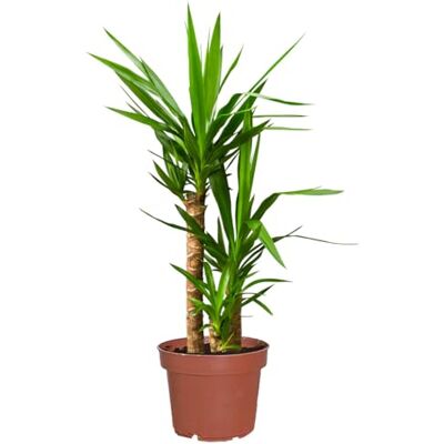 Green Me Up Yucca Palme groß Yucca elephantipes 90–100 cm Pflegeleicht & robust Topf 21 cm Ø Zimmerpflanze für Wohnzimmer, Büro & Balkon Deko Palme – Indoor Outdoor Green Me Up Yucca Palme groß Yucca elephantipes 90–100 cm Pflegeleicht & robust Topf 21 cm Ø Zimmerpflanze für Wohnzimmer, Büro & Balkon Deko Palme – Indoor Outdoor