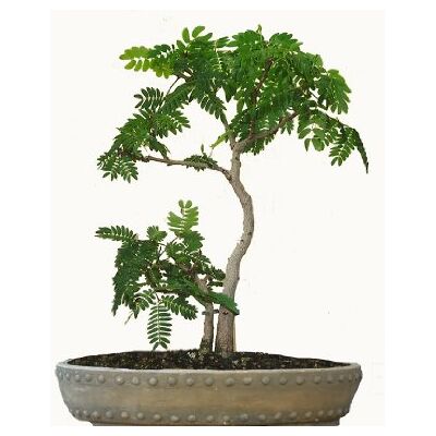 Seedeo Bonsai Anzuchtset Schlafbaum/Seidenakazie (Albizzia julibrissin) Seedeo Bonsai Anzuchtset Schlafbaum/Seidenakazie (Albizzia julibrissin)