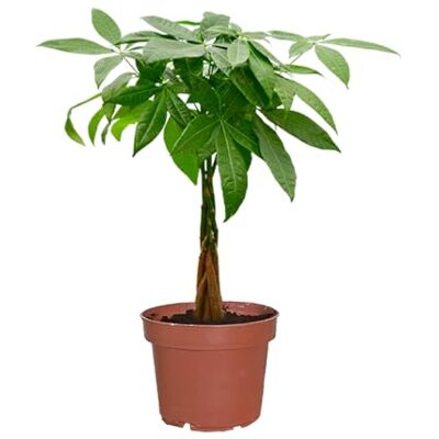 Green Me Up Glückskastanie Pachira aquatica geflochtener Stamm Topf Ø17 cm, Höhe 50-60 cm pflegeleicht 1x pro Woche gießen heller Standort ideale Zimmerpflanze für Büro & Zuhause Green Me Up Glückskastanie Pachira aquatica geflochtener Stamm Topf Ø17 cm, Höhe 50-60 cm pflegeleicht 1x pro Woche gießen heller Standort ideale Zimmerpflanze für Büro & Zuhause