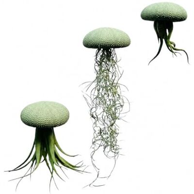 Generic Set aus drei Quallen-Luftpflanzen mit Alfonso-Seeigeln und Tillandsia Zartgrün Generic Set aus drei Quallen-Luftpflanzen mit Alfonso-Seeigeln und Tillandsia Zartgrün