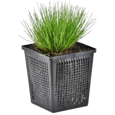 Bloomique Scirpus Cernuus Knäuelbinse Teichpflanzen Wasserpflanzen Winterhart Höhe 10-20 cm Topf 11 cm Bloomique Scirpus Cernuus Knäuelbinse Teichpflanzen Wasserpflanzen Winterhart Höhe 10-20 cm Topf 11 cm