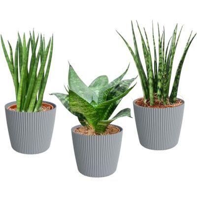 Green Me Up Mini Sukkulenten mit Übertöpfen Babypflanzen Trio Badezimmer pflegeleichte Zimmerpflanzen 3er Set 9 cm Topf Sansevieria Hanni Kirkii & Cylindrica frisch aus der Gärtnerei Green Me Up Mini Sukkulenten mit Übertöpfen Babypflanzen Trio Badezimmer pflegeleichte Zimmerpflanzen 3er Set 9 cm Topf Sansevieria Hanni Kirkii & Cylindrica frisch aus der Gärtnerei